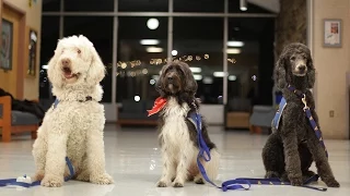 Therapy dogs take care of their people at West Virginia University
