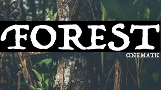 Forest cinematic | video