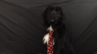 David S Pumpkins SNL Newfoundland Dog - Any Questions?