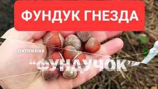 ✅ФУНДУК посадка | ""ГНЕЗДА" | 5шт на 1м2