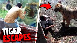 This Provoked Tiger ESCAPES Zoo Enclosure To FATALLY MAUL Guest!