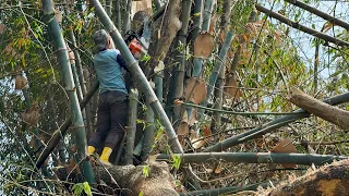 Full of sharp thorns !! Tree felling in a bamboo grove, Stihl ms881.