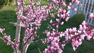 Церсис канадский- Багряник- Иудово дерево. (Цветение ).Cersis canadian tree.