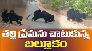 Mother Bear Crossing The Road With Cubs| Mama bear gives moms everywhere all the feels@Mythrimediatv