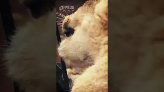 The Cutie! Small Lion Cub In The Care Of His Father (Funny and Cute Animal Cubs)
