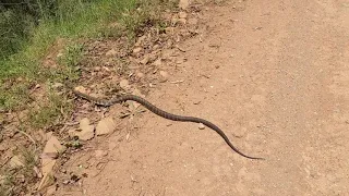 Tiger snake vs eastern brown snake