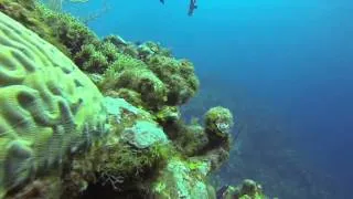 Bonaire SCUBA Diving