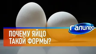 Галилео 🥚 Почему яйца такой формы?