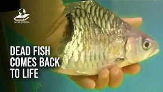 Dead Fish Comes Back To Life And Lives Without Its Body