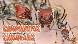 VLOG// Camponotus singularis - как дела у самых крупных моих муравьёв? / Camponotus singularis ants!