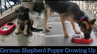 German Shepherd Puppy Growing Up| 40 Days to 11 Months