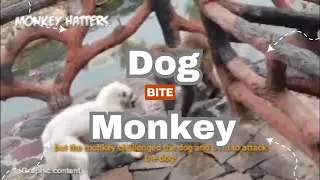 DONT WATCH, GRAPHIC CONTENT, dog bite monkey