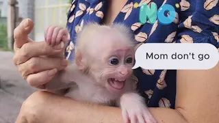 Baby Monkey SUGAR Cries Not Want Mom Leaving