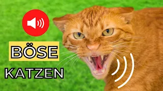 Böse Katzen 😾 Klang einer Wütenden Katze