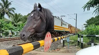 Extreme Aggressive Angry Horse Head Teesta Torsa Express Furious Moved Busy Railgate