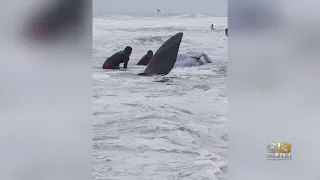 Beached Whale Found In Ocean City, Maryland, Dies