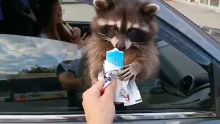 Raccoon Eat Ice-Cream🍧🦝 Енот ест мороженое | Raccoon Lovers | Любите енот