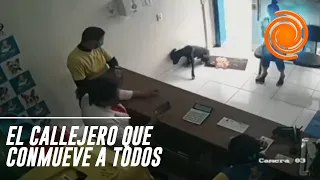 El perro callejero que entró solo a una veterinaria para que lo atiendan y emociona a todos