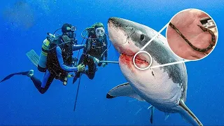 This Woman Removed Hooks From Sharks' Mouths, You Won't Believe How They Thank Her Later!