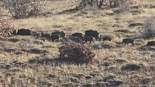 21 Dakikada Dünyanın Domuzu / (wild boar hunting)