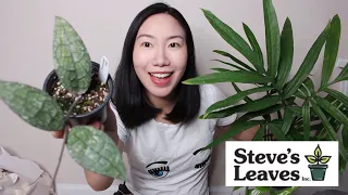 Uncommon Hoya, Amydrium and Philodendron Unboxing | Steve’s Leaves Haul and Review