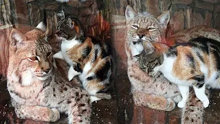 Stray Cat Sneaks Into The Zoo Looking For Food, But Finds An Unusual Friend