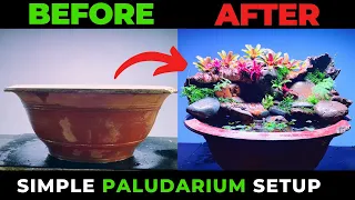 How To Setup Paludarium From Discarded Pots To Super Beautiful Paludarium (Part 2)