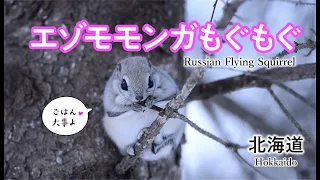 【エゾモモンガ】もぐもぐ　Flying Squirrel