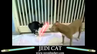 Коты джедаи с лазерными мечами