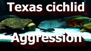 texas cichlid aggression (update)