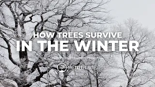 How Do Trees Survive Winter? | Branching Out | One Tree Planted