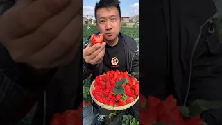 People's life, eating fruit, beautiful fruit garden #630