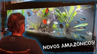 O AQUÁRIO PERFEITO: NOVOS PEIXES AMAZÔNICOS | A CASA DOS BICHOS