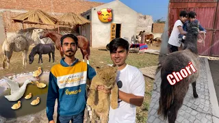 Sw Pet House Wale Waleed Aur Mamu Ka Big Zoo Visit Kia ❤️ Chachu Ne Waleed Ka Horse Chori Kar Lea 😲