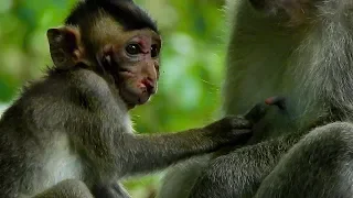 Baby Pinky no feel to get milk from mom, Baby Pinky will hurt mouth if open mouth for milk