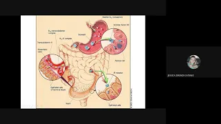 Anemia Megaloblástica