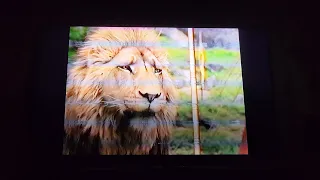 The Chronicles of Narnia: The Lion, the Witch and the Wardrobe in Reverse: Rewinding VHS