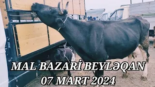 MAL BAZARİ BEYLƏQAN 07 MART 2024 YENİ VİDEO ÇƏKİLİŞ #mal#bazari#beyləqan#qulu#beyləqan