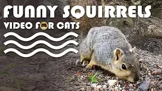 VIDEO FOR CATS TO WATCH - Funny Squirrels! CAT & DOG TV.