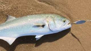 Searching For the First Bluefish of the Season - New England