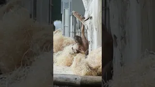 Funny Kendari and her mom came down from the tree#shorts#funnyvideo#orangutans#funnyanimals#zoo#