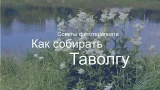 Как собирать таволгу