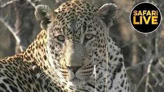 safariLIVE - Sunrise Safari - September 11, 2019