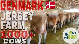 DENMARK🇩🇰 JERSEY FARM | |DENMARK COW FARM ,DAIRY FARM |Top Class DENMARK BREED