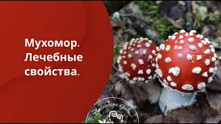 Мухомор. Лечебные свойства.