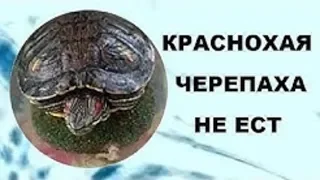 Красноухая черепаха не ест.