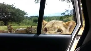 Lion Opens Car Door Terrifying Family!