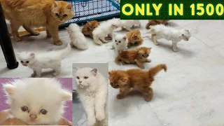 sold out | billi Sher ki khala the time is meow giving offers on cats | Persian kittens in Hyderabad