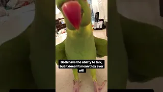 Ricco The Talking Parrot Has Some Questions And Answer’s