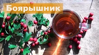 ☘ Боярышник | Свойства и применение | Чай из боярышника